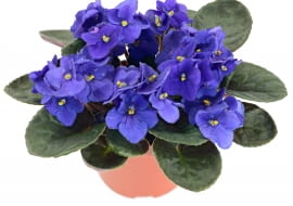 Fiołek afrtykański