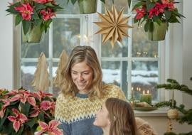 Poinsecje dodają blasku świątecznym tradycjom