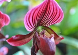 Sabotek Saphiopedilum