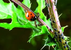 Mrówki broniąkolonii mszyc przed biedronką - ich wrogiem - bo też korzystają z rosy miodowej.