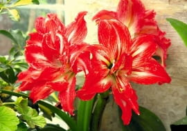 Półpełna dwubarwna odmiana o wąskich płatkach. Część z nich powstała z pręcików