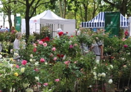 Plenerowe Targi Różane w Kutnie podczas 49. Święta Róży