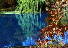 Złoto-czerwoną, jesienną aurę parku tworzą licznie rosnące tu kasztanowce, dęby, klony i lipy. Niektóre egzemplarze mają prawie sto lat - pierwsze drezwa posadzono bowiem w 1907 r.