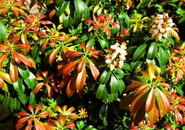 Ozdobą tych zimozielonych krzewów jest również zmienna barwa liści - na zdjęciu młode przyrosty jednej z odmian pierisa.