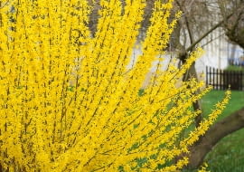 DAKH4H Common forsythia (Forsythia x intermedia 'Lynwood', Forsythia x intermedia Lynwood), cultivar Lynwood