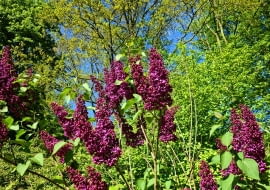 Rośliny odporne na suszę