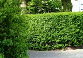 UWAGA ! DO JEDNORAZOWEJ PUBLIKACJI OGROD , LIGUSTR - KRZEW LISCIASTY , ZYWOPLOT FOT. ANNA KULIKOWSKA PUBLIKACJA OGRODY NR 5 (145) - 5 2011 SLOWA KLUCZOWE: ROSLINA KRZEW OGROD ZDJĘCIE DO WKŁADKI: PUBLIKACJA OGRODY NR 5 (145) - CZASOPISMA