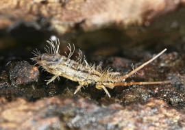 Skoczogonki bytują w ziemi, żywią się obumarłymi resztkami, ale czasem także niszczą korzenie i liście.