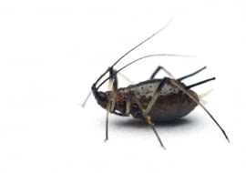 Mszyca burakowa