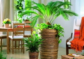 Ten sagowiec jest młody - świadczy o tym krótka kłodzina. U jego stóp rośnie epipremnum, obok stoi kalatea.