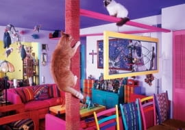 Fotograf Bob Walker zamienił swój przytulny domek w kocią bawialnię, budując w sumie ponad 40 metrów specjalnych pomostów oraz mysich dziurek, drapaków i tuneli.