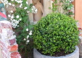 Aby bukszpany zachowały ładny kształt, warto je formować 2-3 razy w sezonie, ostatni raz w połowie sierpnia. Młode przyrosty mają jaśniejszą zieleń.