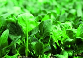 Siewki powinny rosnąć co 10cm, bo zagęszczone łatwo gniją. Chore należy usuwać.