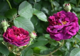 Róża ‘Tuscany Superb’