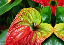Anturium Andreego (Anthurium andreanum)