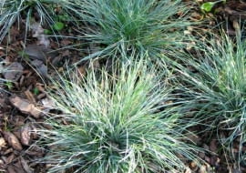 Kostrzewa ametystowa (Festuca ametissima) Ta trawa z fryzurą 'na jeża' przez cały rok zachwyca niebieskawym kolorem liści. Tworzy kępki o wysokości 20-25 cm. Lubi słoneczne miejsca.