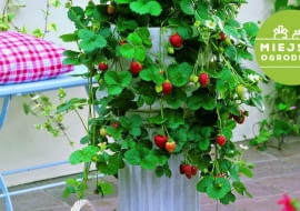 Truskawka na... postumencie to rozwiązanie dla sybaryty - nie trzeba się schylać, by skosztować owoców. Podobny efekt uzyskamy, sadząc roślinę w wysokiej donicy.