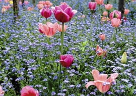 Tulips and Forget-me-not's at Monet's Garden at Giverny SLOWA KLUCZOWE: Blume Farbe Frankreich Fr´hling Myosotis Tulpe Tulpen Vergi?meinnicht blau cerise cottage garden pink rosa tulipa quadratisch