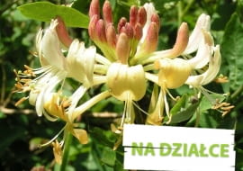 Wiciokrzew pomorski - pnącze