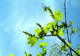 wiosna: Klon pensylwański ma charakterystyczne liście o dwóch głębokich wcięciach. Wraz z liśćmi rozwijają się długie zielone kwiatostany.