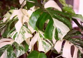 Monstera 'Variegata'