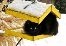 Dopóki leży śnieg i jest mróz, dokarmiamy ptaki, ale tak, by nie dopadły ich koty