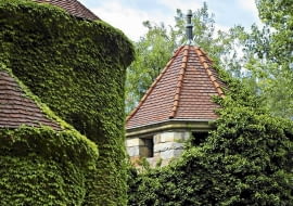 Winobluszcz trójklapowy i zimozielony bluszcz (Hedera helix) to pnącza samoczepne - potrafią się wspinać na kilkanaście metrów