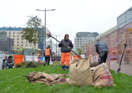 Sadzenie drzew na pl. Powstańców Warszawy.