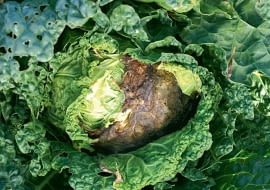 KONICA MINOLTA DIGITAL CAMERA8BIM%>n8+D8BIM:printOutputPstSboolInteenumInteClrmprintSixteenBitboolprinterNameTEXTprintProofSetupObjcUstawienie prbyproofSetupBltnenumbuiltinProofproofCMYK8BIM;