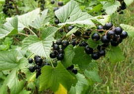 To od polskich producentów zależą światowe ceny czarnej porzeczki.