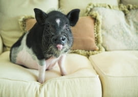 Świnka kanapowa to szczyt hipsterskiej mody.