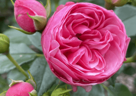 ‘The Matador®’ (Lise Nørgård) hodowczyni: Rosa Eskelund