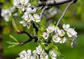 KWITNIENIE GRUSZ przypada w kwietniu. Białe kwiaty zebrane są w baldachogrona