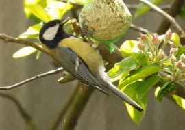 Sikorka jedząca pokarm