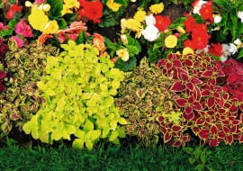 Koleusy słyną z bajecznie kolorowych liści. Kilka odmian posadzonych w jednym pojemniku może zastąpić kwiaty.