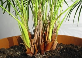 Część pędów w środkowej części palmy zaschła. W ten sposób roślina reaguje na zalanie korzeni.