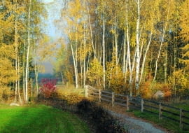 Las otoczony ścianą złocistych brzóz i modrzewi wygląda bajkowo.