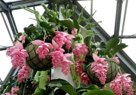 Medinilla wspaniała