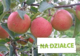 Jabłoń 'Sampion', inaczej 'Szampion'