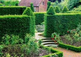 żywopłot, w ogrodzie