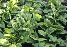 Szpinak warzywny (Spinacia oleracea) jest jednym z najstarszych warzyw, znanych już od czasów starożytnych u góry