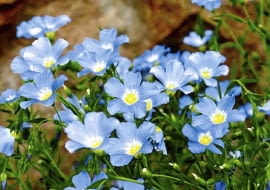 OGROD - ROSLINY NA GLEBACH WAPIENNYCH ROSLINY KWIATY - LEN TRWALY LINUM EXTRAAXILARE FOT. WIESLAW GAWRYS PUBLIKACJA OGRODY NUMER SPECJALNY 1/2008 - OGROD DLA CIEBIE - 5 2008 SLOWA KLUCZOWE: ROSLINY OGRODY KWIATY ZDJĘCIE DO WKŁADKI: PUBLIKACJA OGRODY NUMER SPECJALNY 1/2008 - OGROD DLA CIEBIE - CZASOPISMA