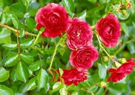 06.07.2005 BATKOWO KOLO INOWROCLAWIA