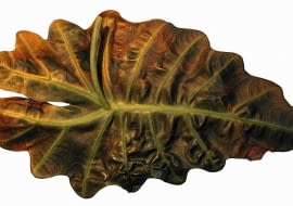 Liście alokazji porażone przez zgniliznę bakteryjną należy ściąć. Na zdjęciu z lewej: zdrowe zielone liście.