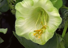 Biała odmiana 'Alba'