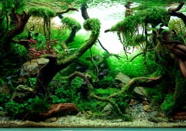 Akwarium roślinne