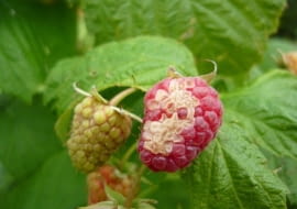 Odbarwienia obejmują część owocu, szypułka i liście są zdrowe.