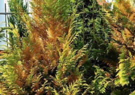 27.03.2003 WARSZAWA OGROD WIOSNA WIOSENNE PRACE PIELEGNACJA KONSERWACJA PORZADKI PO ZIMIE ROSLINY MROZ SZKODY MROZOWE DRZEWA KRZEWY IGLASTE CYPRYSIK FOT PAWEL SLOMCZYNSKI / AGENCJA GAZETA PUBLIKACJA KWIETNIK NR 8 (116) - 8.2004 SLOWA KLUCZOWE: CHOROBY ROSLINY ZDJĘCIE DO WKŁADKI: PUBLIKACJA KWIETNIK NR 8 (116) - CZASOPISMA