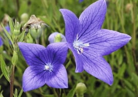 Rozwar, tworzący latem dzwonkowate kwiaty, ma grube proste korzenie, z których można pobierać sadzonki.