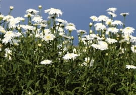 Chryzantemy. Złocień wielki 'Edelweissmargerite'